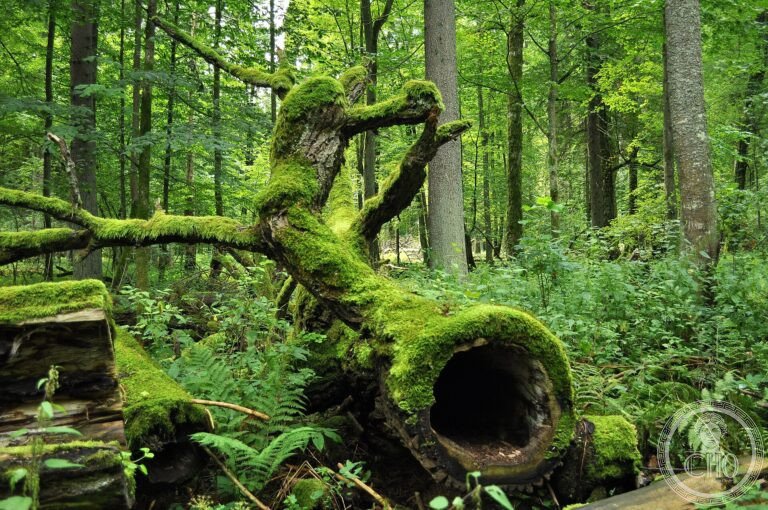 UNESCO World Heritage Sites in Belarus: the complete guide